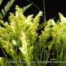 Essence of Green